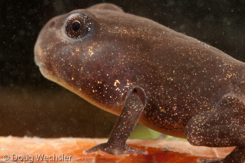 American Toad Tadpole 0A5E8586.jpg